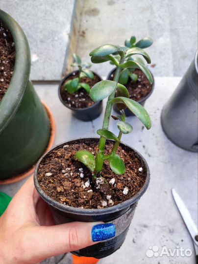 Сортовая пеларгон red rambler, хавортия, Эпипремну