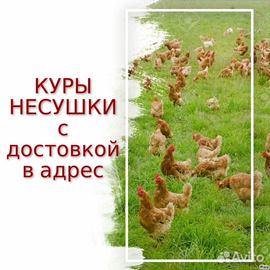 Куры несушки Ломан Браун и др