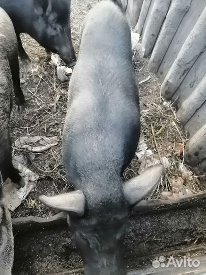 Кабаны на мясо