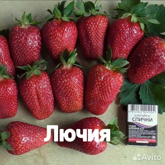 Саженцы клубники