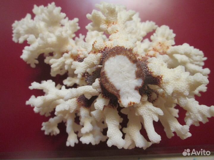 Коралл 15 x 20 см