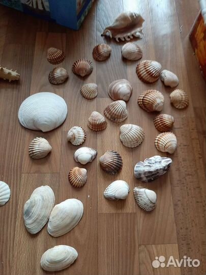 Ракушки,грунт