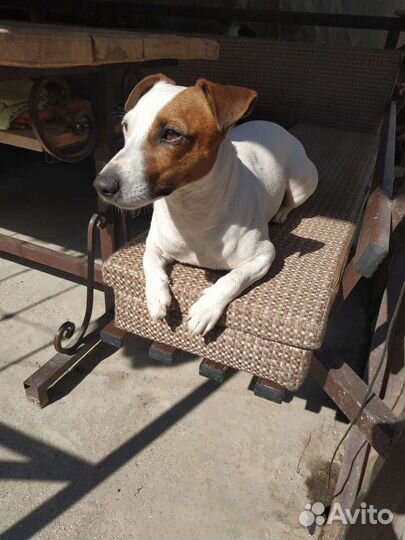 Кобель для вязки