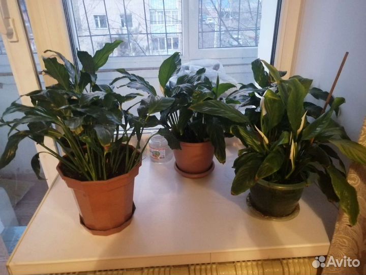 Цветок женское счастье