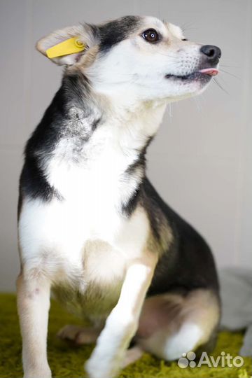 Собака в добрые руки отдам бесплатно