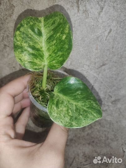 Филодендрон гигантум вариегатный