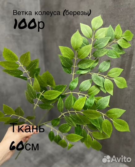 Ветка фикуса,оливы,березы,эвкалипта,рускуса