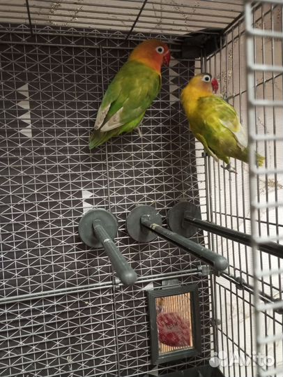 Попугаи неразлучники Фишера с клеткой