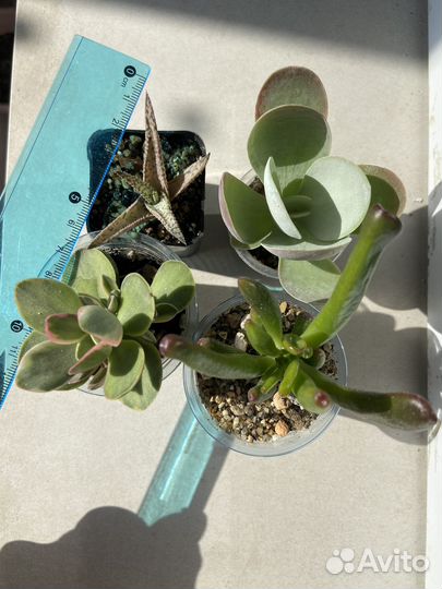 Коллекционные суккуленты; эхеверия; каудексные