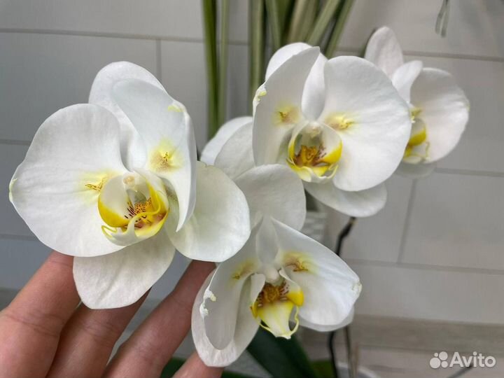 Орхидея фаленопсис