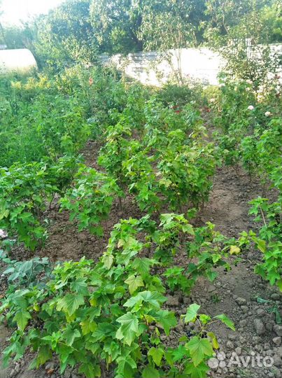 Кусты Смородины продам