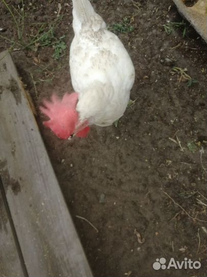 Куры несушки, 1,5 года