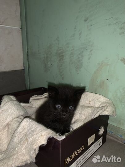 Черный котенок в добрые руки