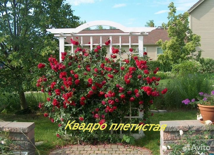 Саженцы роз