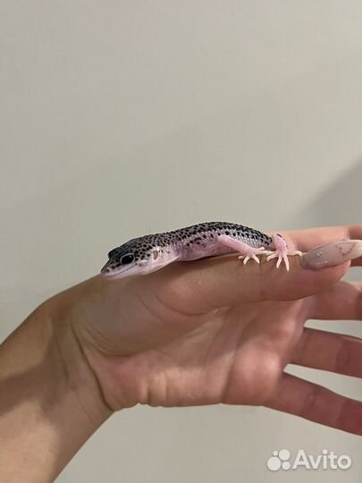 Геккон эублефар