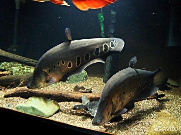 Глазчатый нож