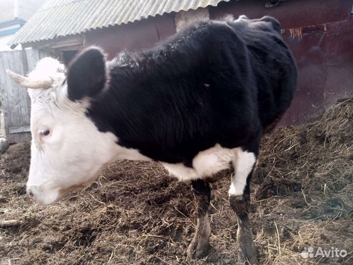 Корова стельная дойная