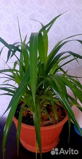 Пальма панданус