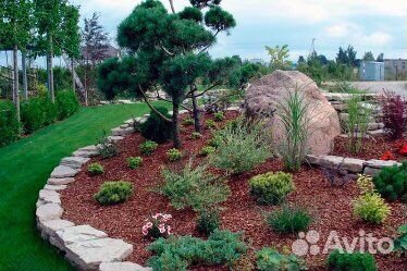 Кора лиственницы, кора сосны, спилы, шишки