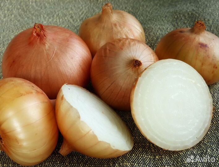 Продам лук репчатый оптом от 20 тонн