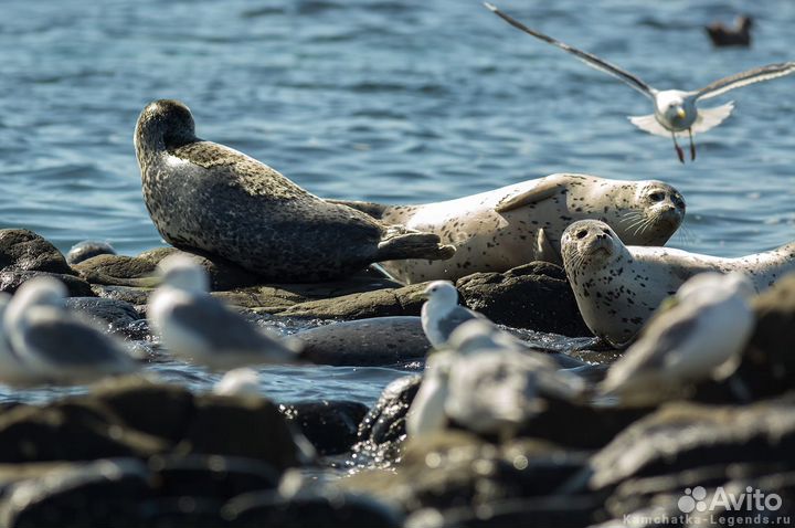 Морские прогулки на катере