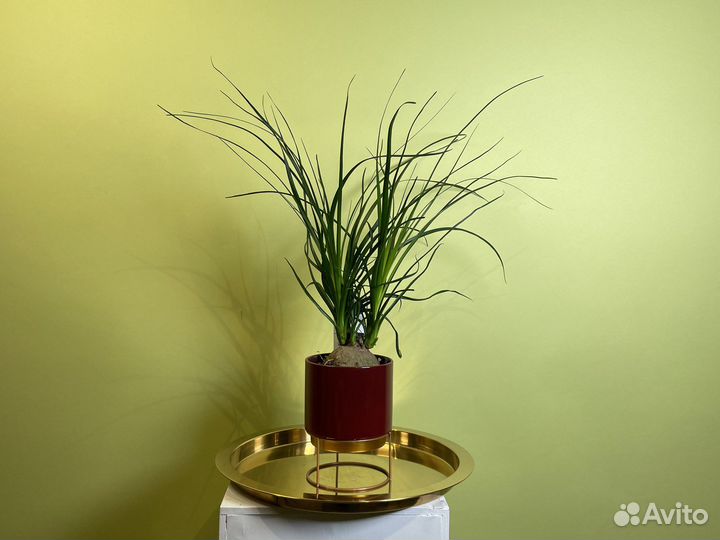 Бокарнея нолина