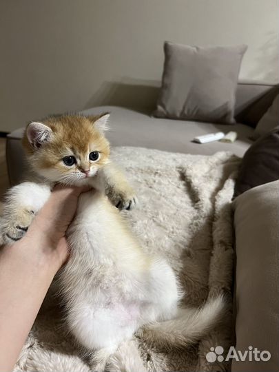 Золотая шиншилла ny 12 девочка