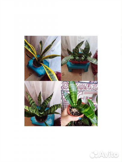 Сансевиерия сортовые