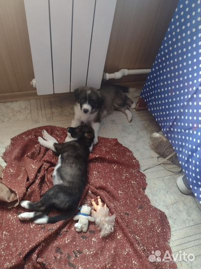 Собака в добрые руки отдам бесплатно