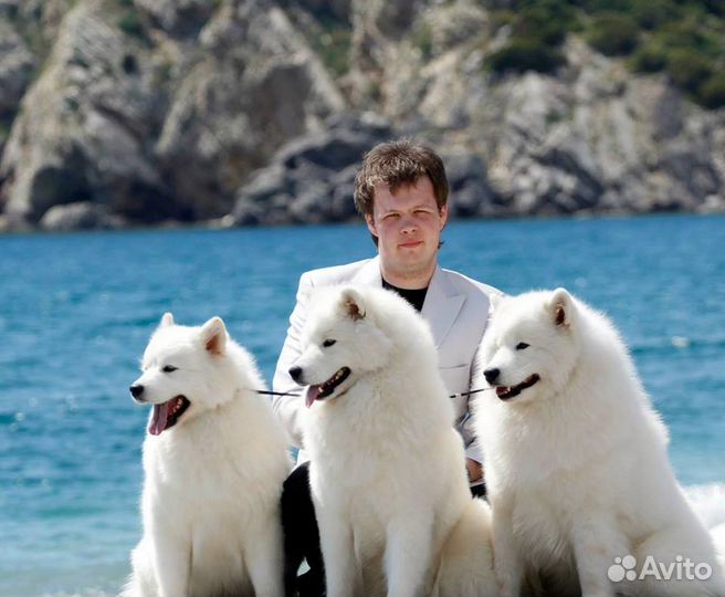 Догситтер передержка собак