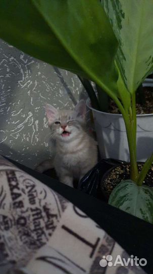 Шотланский котенок