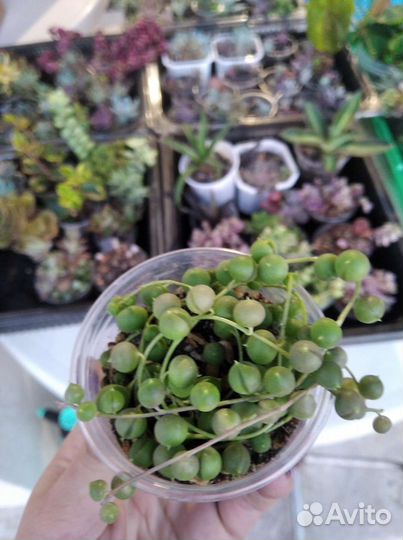 Суккуленты