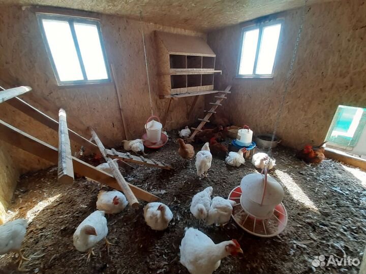 Домашние куры бройлеры