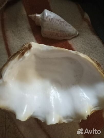 Морские ракушки