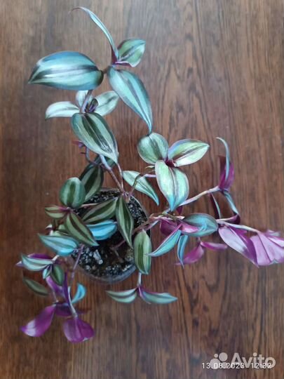 Традесканция