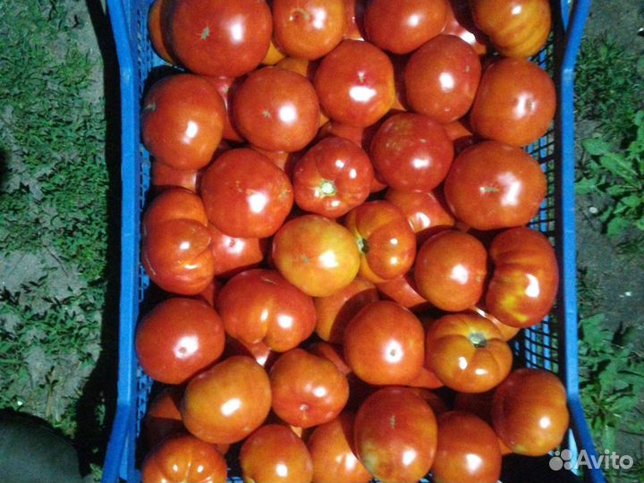 Продам помидоры