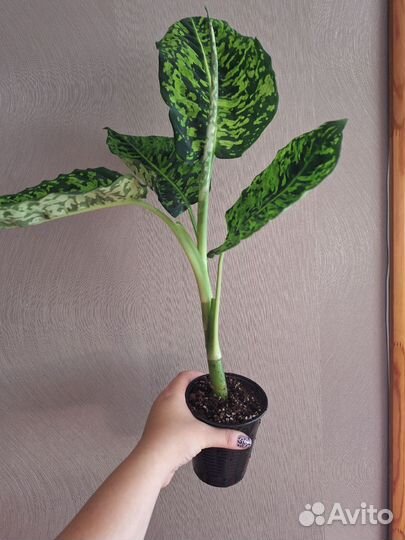Диффенбахия рефлектор