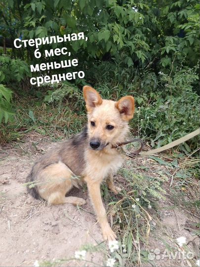 Щенок в добрые руки бесплатно