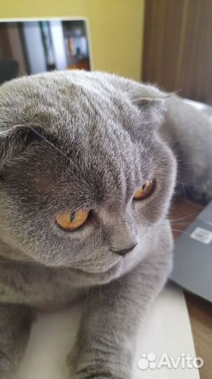 Британская вислоухая, бесплатно