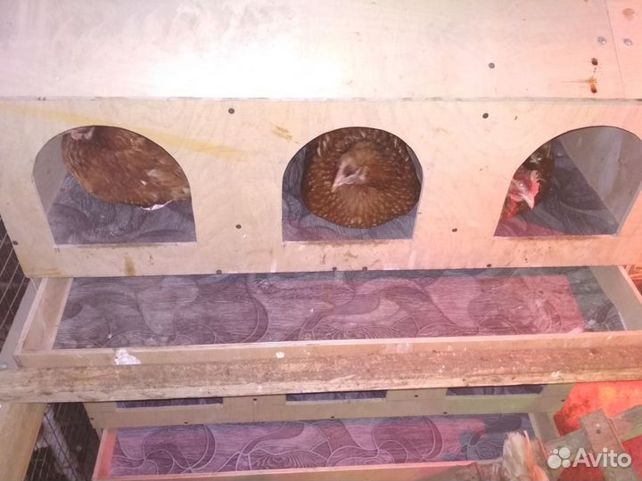 Изготовлю гнезда с яйцесборником