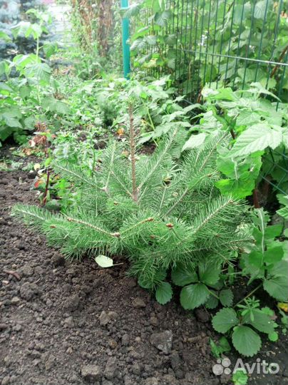 Саженцы,крупномеры: голубая ель, сосна, пихта