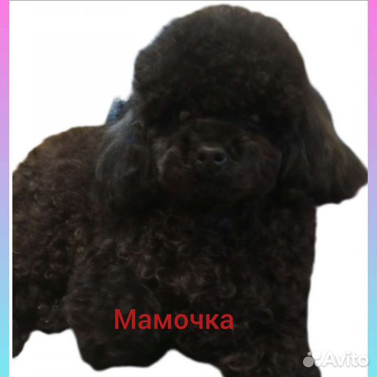Тикап пуделюшки