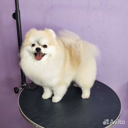 Стрижка собак и кошек. Возможен выезд на дом