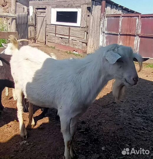 Молочные козы