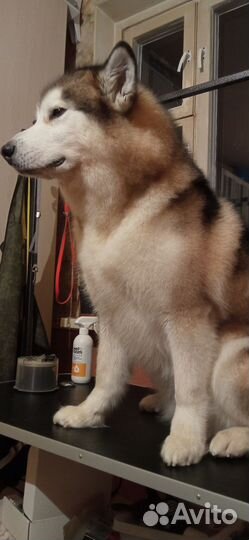 Экспресс линька, груминг, тримминг собак