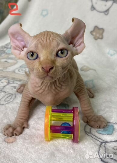 Канадский Сфинкс Эльф котята