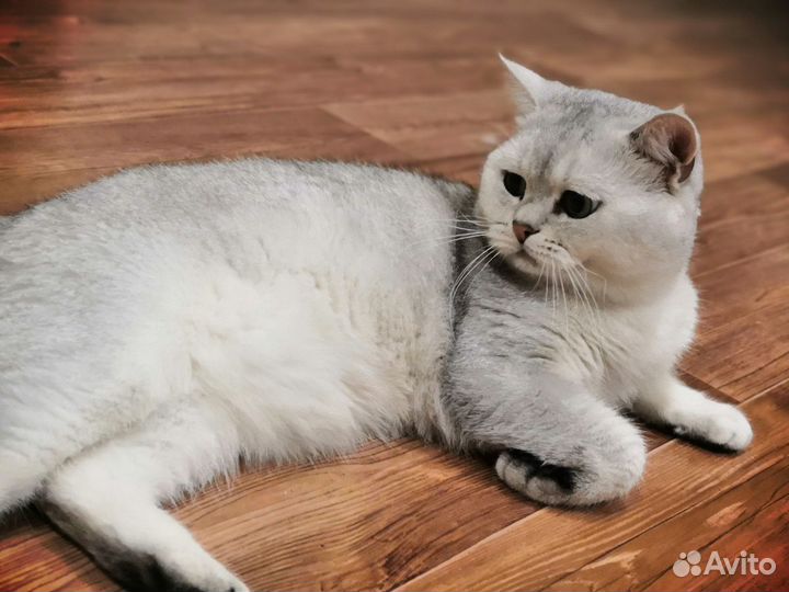 Котик на вязку