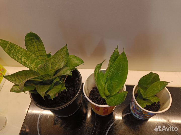 Сансевиерия (щучий хвост)