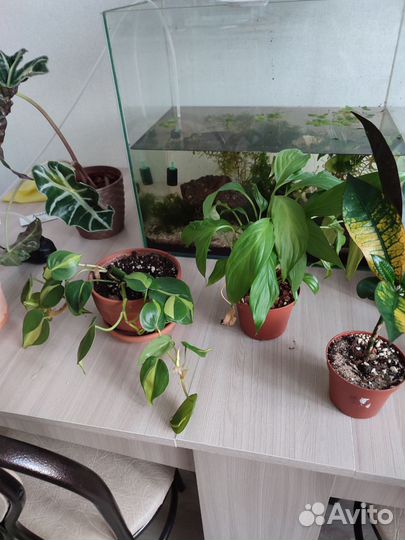 Обмен комнатными растениями