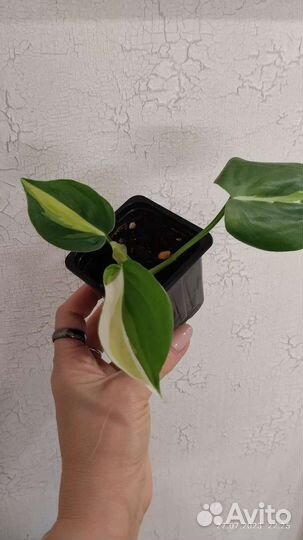 Филодендроны